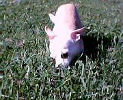 austin009.jpg