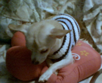 austin2004.jpg